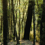 Abel Green Cedar - 50ml