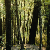 Abel Green Cedar - 6ml